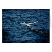 Swan Takeoff 2 Card