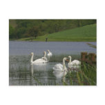 Swans Animal Post Cards