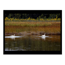 Swans at Potter Marsh Postcard