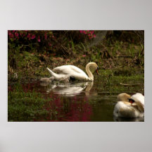 Swans: Family Poster