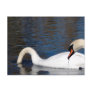Swans Feeding Post Cards