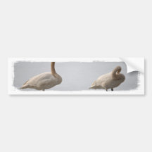 Swans Grooming at Water's Edge Bumper Stickers