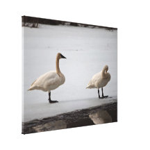 Swans Grooming at Water's Edge Gallery Wrapped Canvas