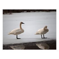 Swans Grooming at Water's Edge Photo Print