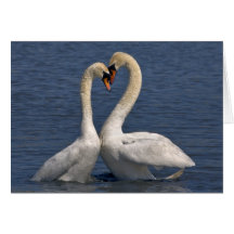 Swans in Love Card