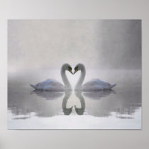 Swans in Love ~ Poster / Print