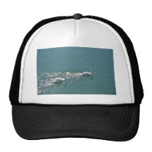 Swans In Sunlight Hat