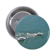 Swans In Sunlight Pinback Buttons