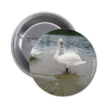 Swans Looking Pinback Button