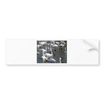 Swans on the Lake Bumper Sticker