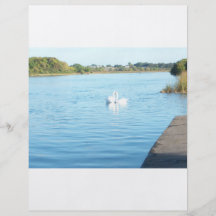 Swans on the River Corrib Flyer