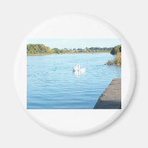 Swans on the River Corrib Magnets
