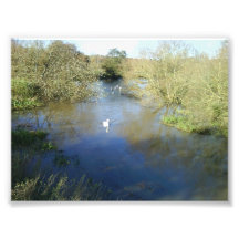 Swans on the river photograph