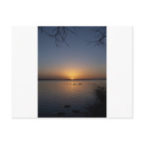 Swans Postcard