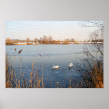 Swans Posterdruck