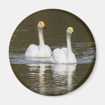 Swans Refrigerator Magnet