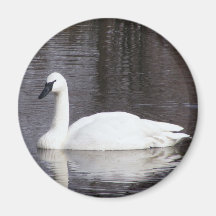 Swans Swimming Fridge Magnet