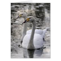 Swans Together Cards