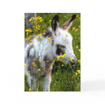 Swee'pea Greeting Cards