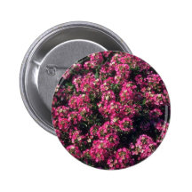 Sweet Alyssum (Lobularia Maritima) flowers Pinback Buttons