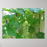 Sweet and Juicy White Seedless Grapes posters