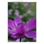 Sweet Anemone Card