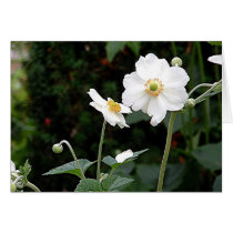 "Sweet Anemone" cards