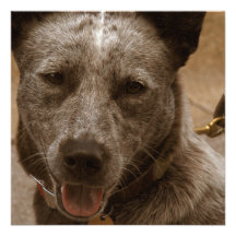 Sweet Australian Cattle Dog Custom Invitation