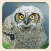 Sweet Baby Owl stickers