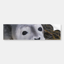 Sweet Baby Seal Bumper Stickers