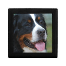 Sweet Bernese 5" Gift Box
