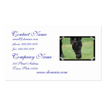 Sweet Black Horse Business Cards