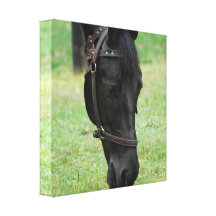 Sweet Black Horse Canvas Print