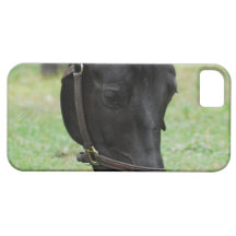Sweet Black Horse iPhone 5 Cover