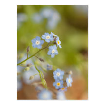 Sweet Blue Flowers Post Cards