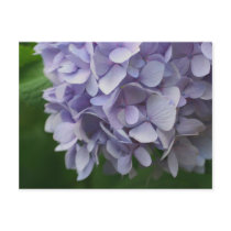 Sweet Blue Hydrangea Flower Photo Postcard