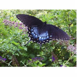 Sweet Butterfly Pin Photo Cut Out