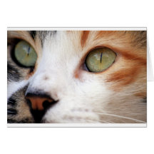 Sweet Cat Face Greeting Cards
