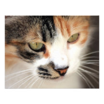 Sweet Cat Face Side Custom Invites