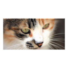 Sweet Cat Face Side Custom Photo Card