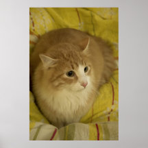sweet cat poster