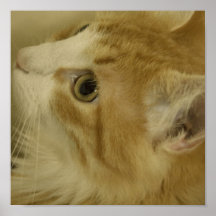 sweet cat posters