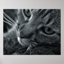 SWEET CAT POSTERS