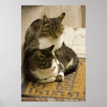 sweet cats poster