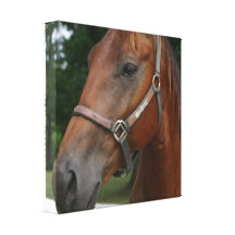 Sweet Chestnut Horse Canvas Print