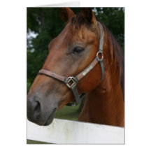 Sweet Chestnut Horse Greeting Card