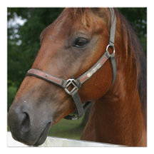 Sweet Chestnut Horse Invitations