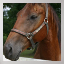 Sweet Chestnut Horse Poster