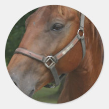 Sweet Chestnut Horse Stickers