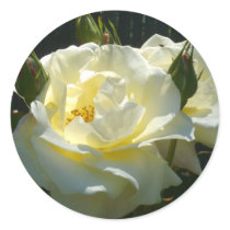 "Sweet Cream Rose" Sticker